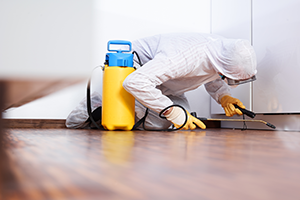 checking for mold | commercial hardwood floors